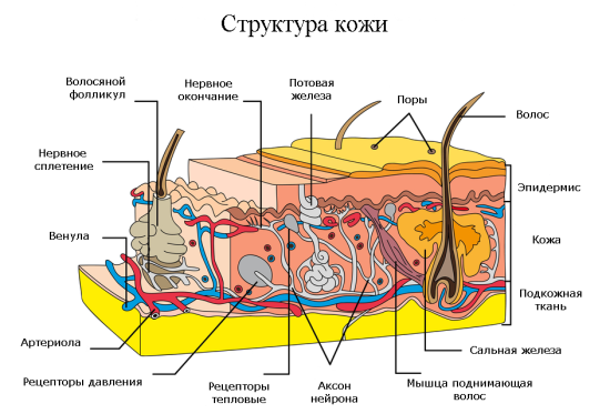 Дерматолог